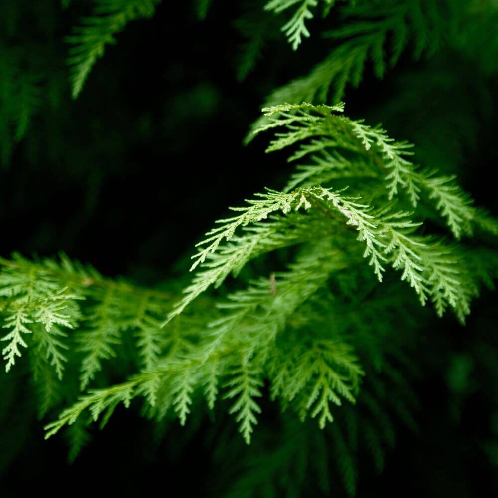 Inspired by The Noir 29 - No.32 (NEW)