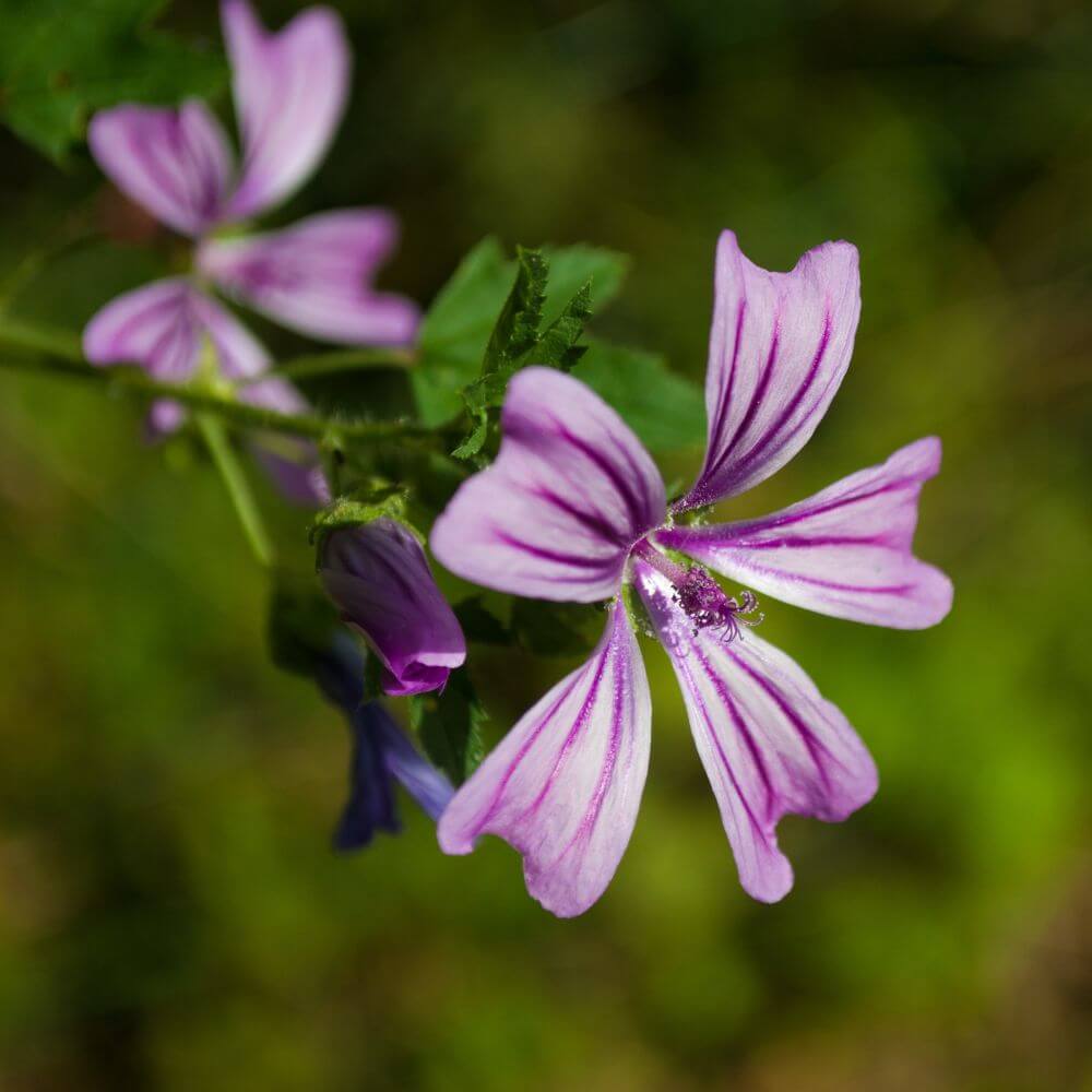 Inspired by Mojave Ghost - No.27