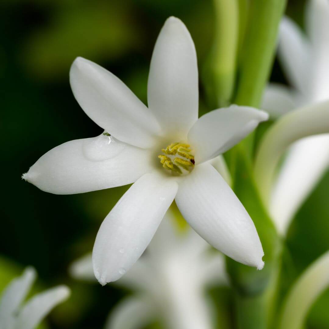 Inspired by Carnal Flower - No.26