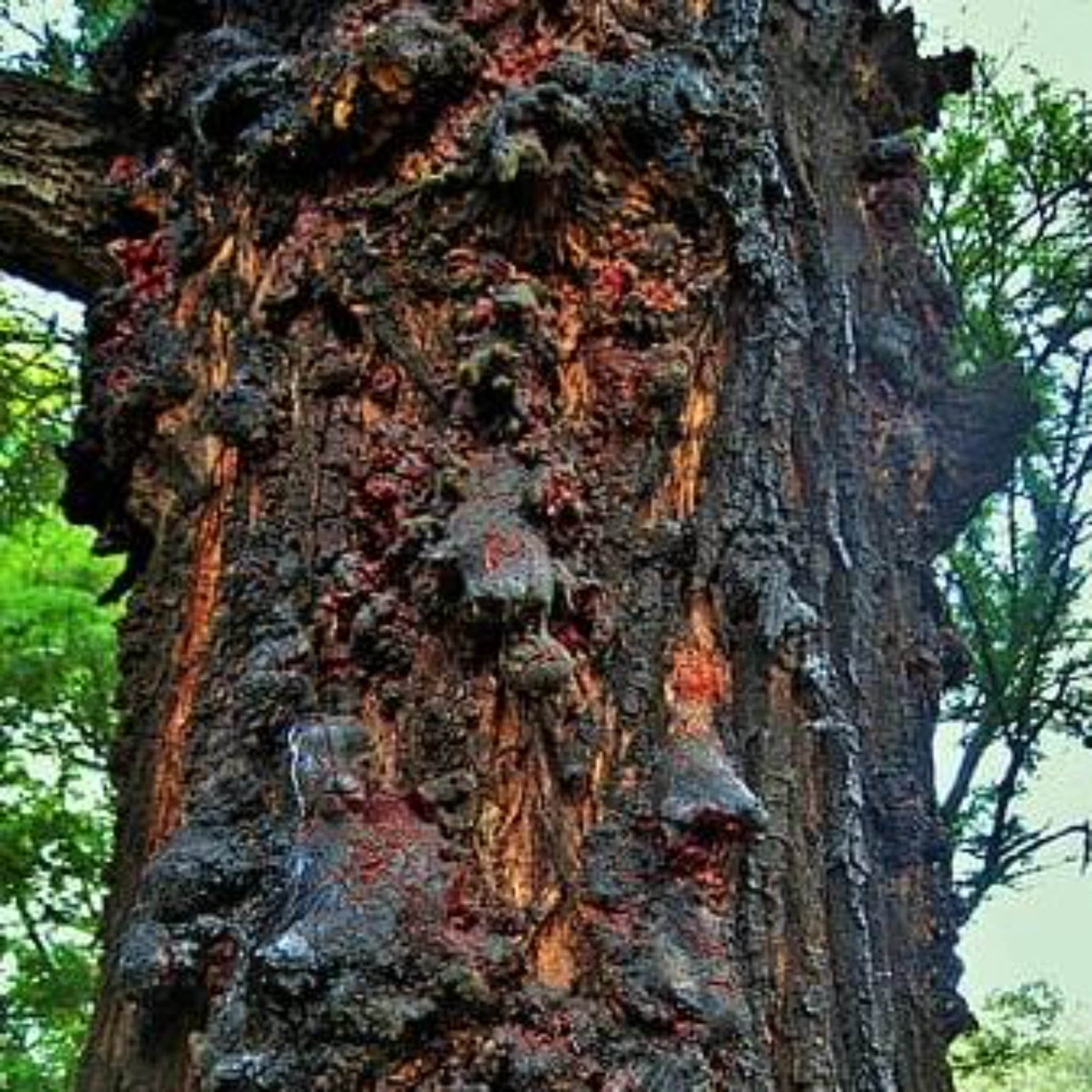 Amberwood used to make essential oil for Black Orchid copycat fragrances by Match Perfumes