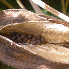 Ambrette seeds used to make essential oils for Neroli Portofino copycat fragrances by Match Perfumes