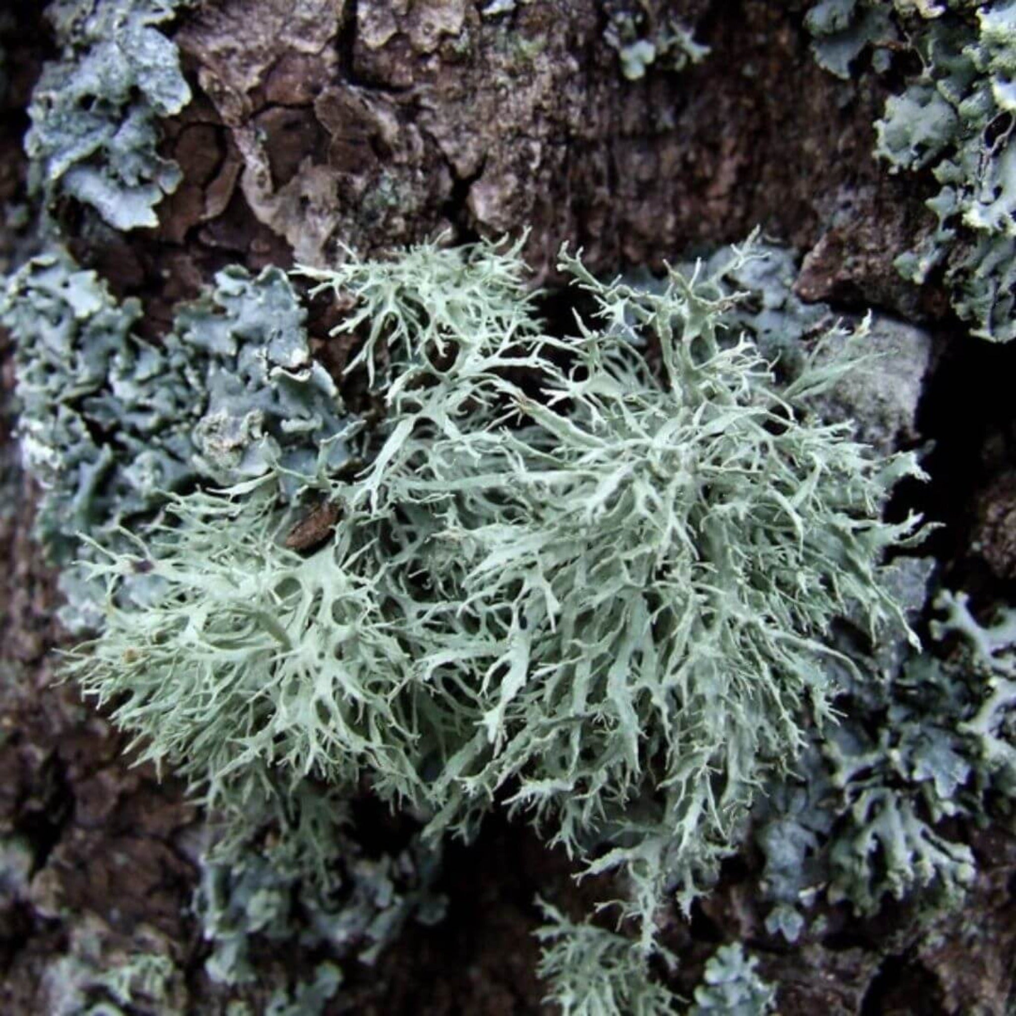 Similar to Aventus - No. 7