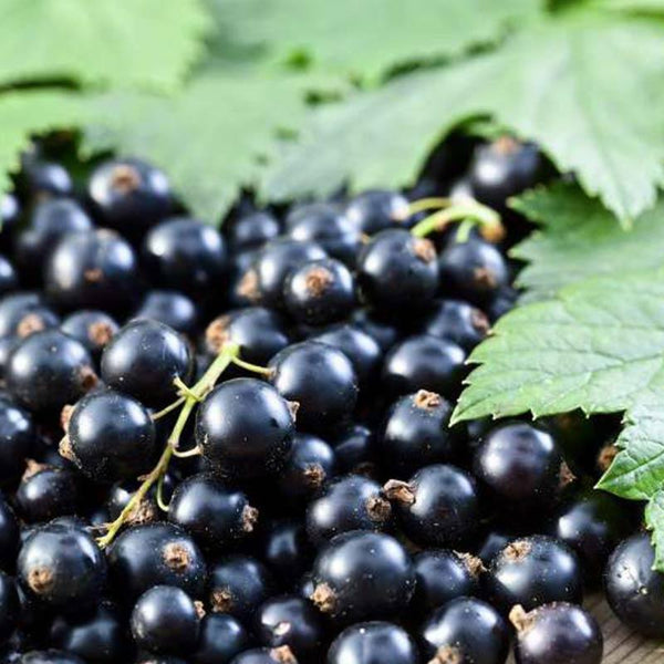 Blackcurrant berries used to make essential oils for Libre copycat fragrances by Match Perfumes