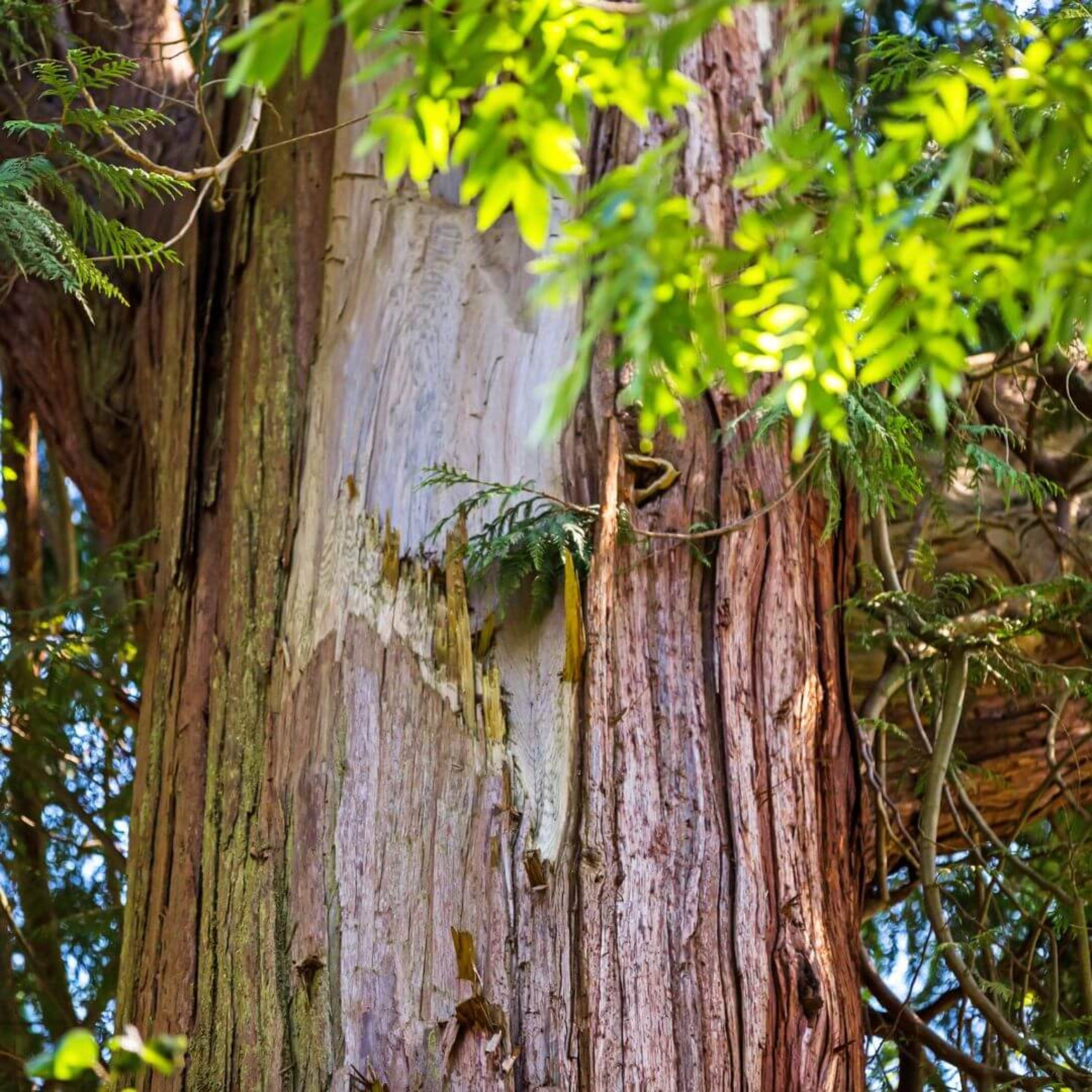 Tuscan Leather dupe perfume cedarwood note