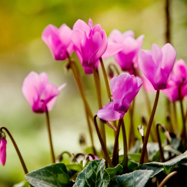 Cyclamen ingredient in Bal d'Afrique fragrance copycat