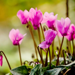 Cyclamen ingredient in Bal d'Afrique fragrance copycat