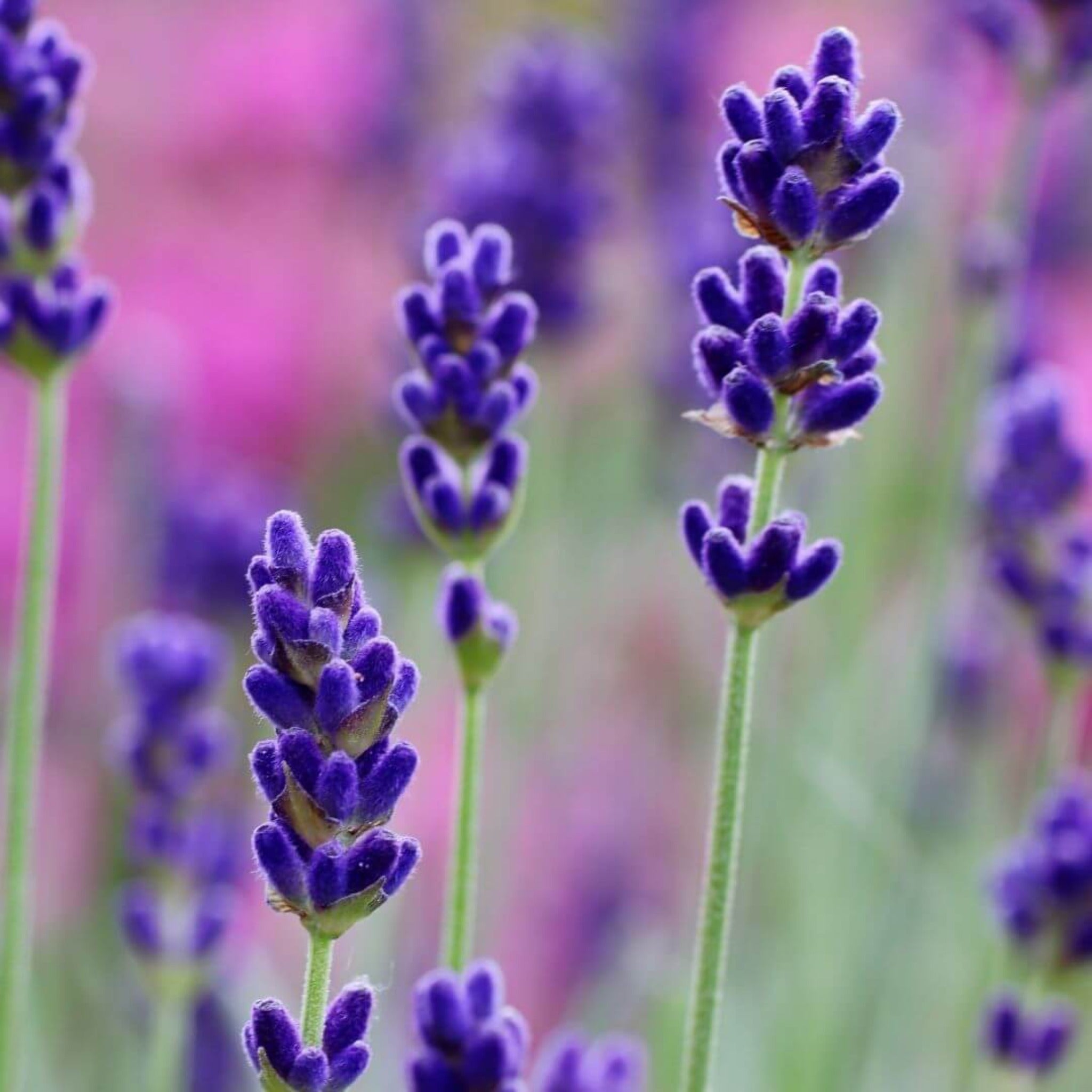 Tom Ford Fabulous copy perfume lavender note