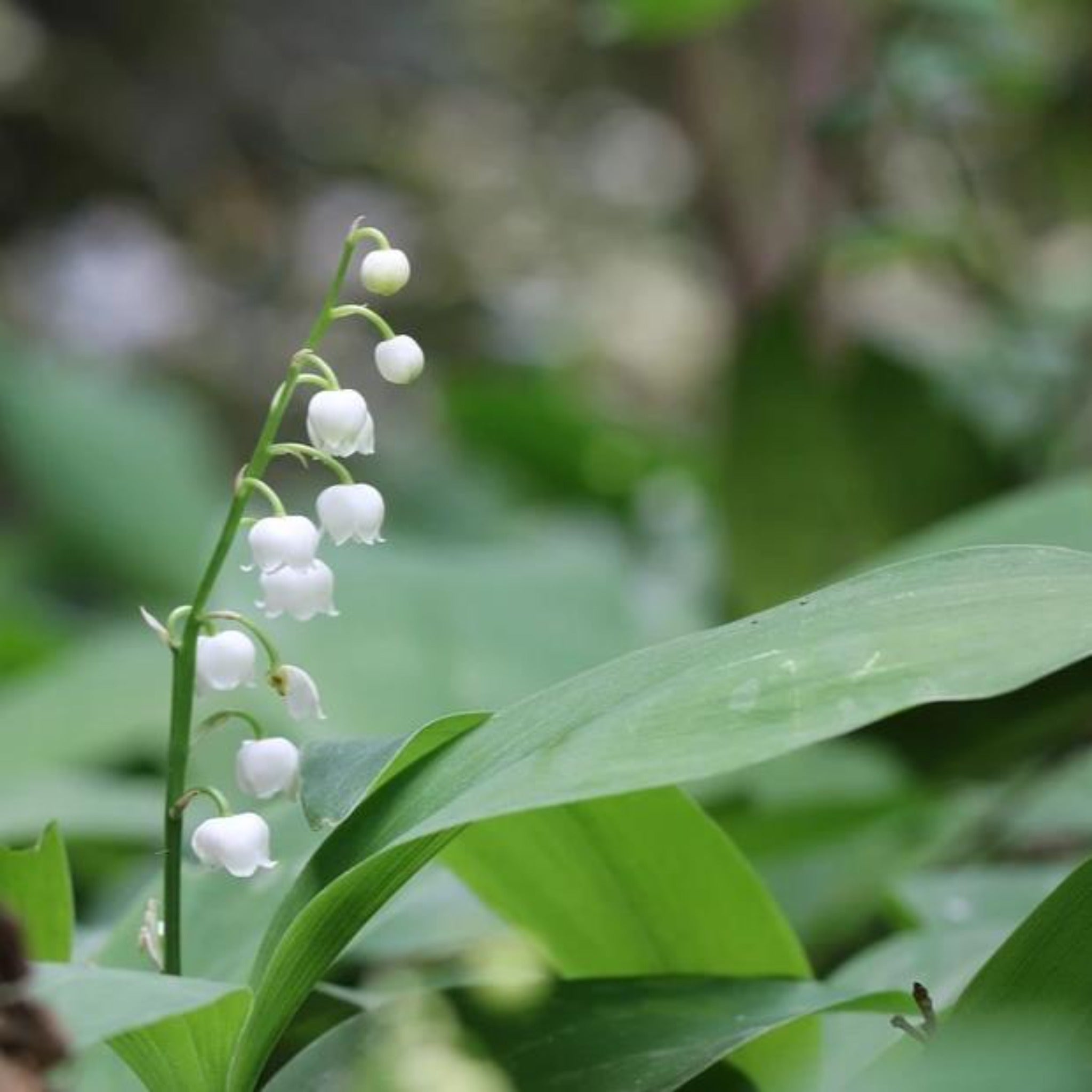Lily of the Valley flowers used to make essential oils for J&