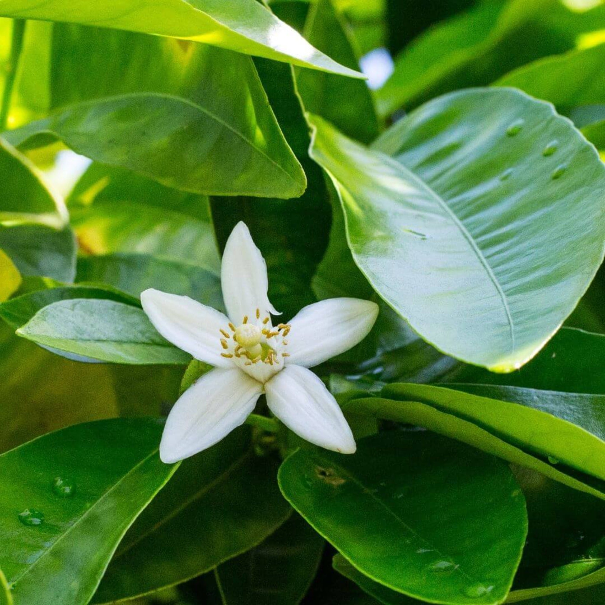 Neroli ingredient in Bal d&