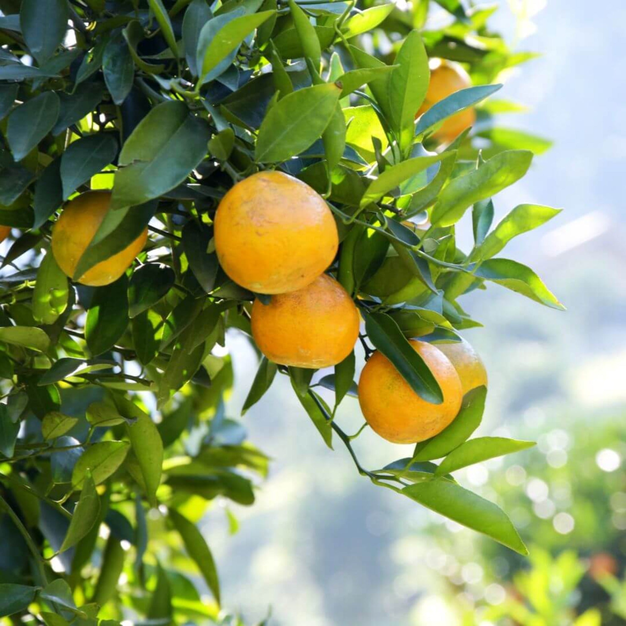 Inspired by Bitter Peach - No.25