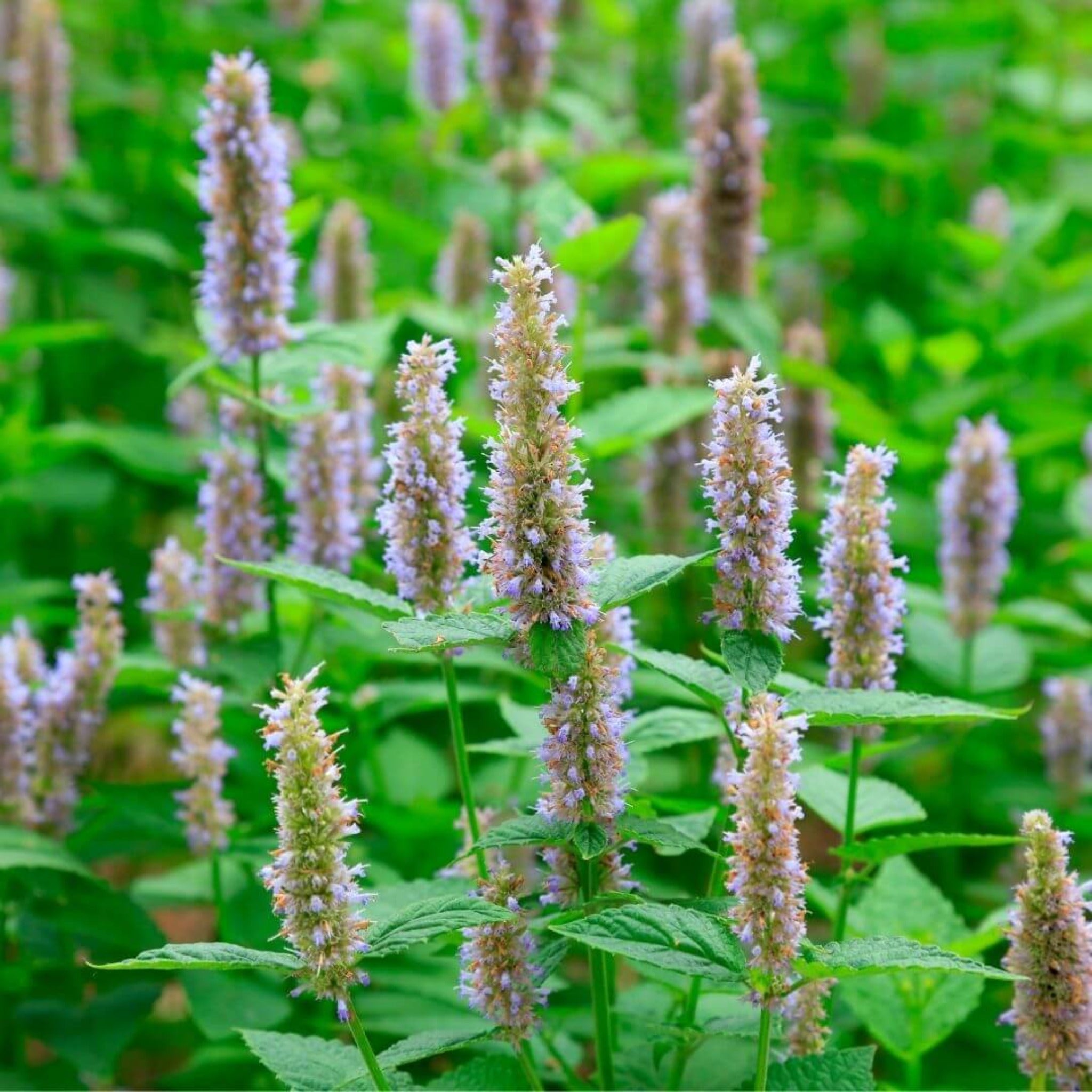 Inspired by Rose Prick - No.23