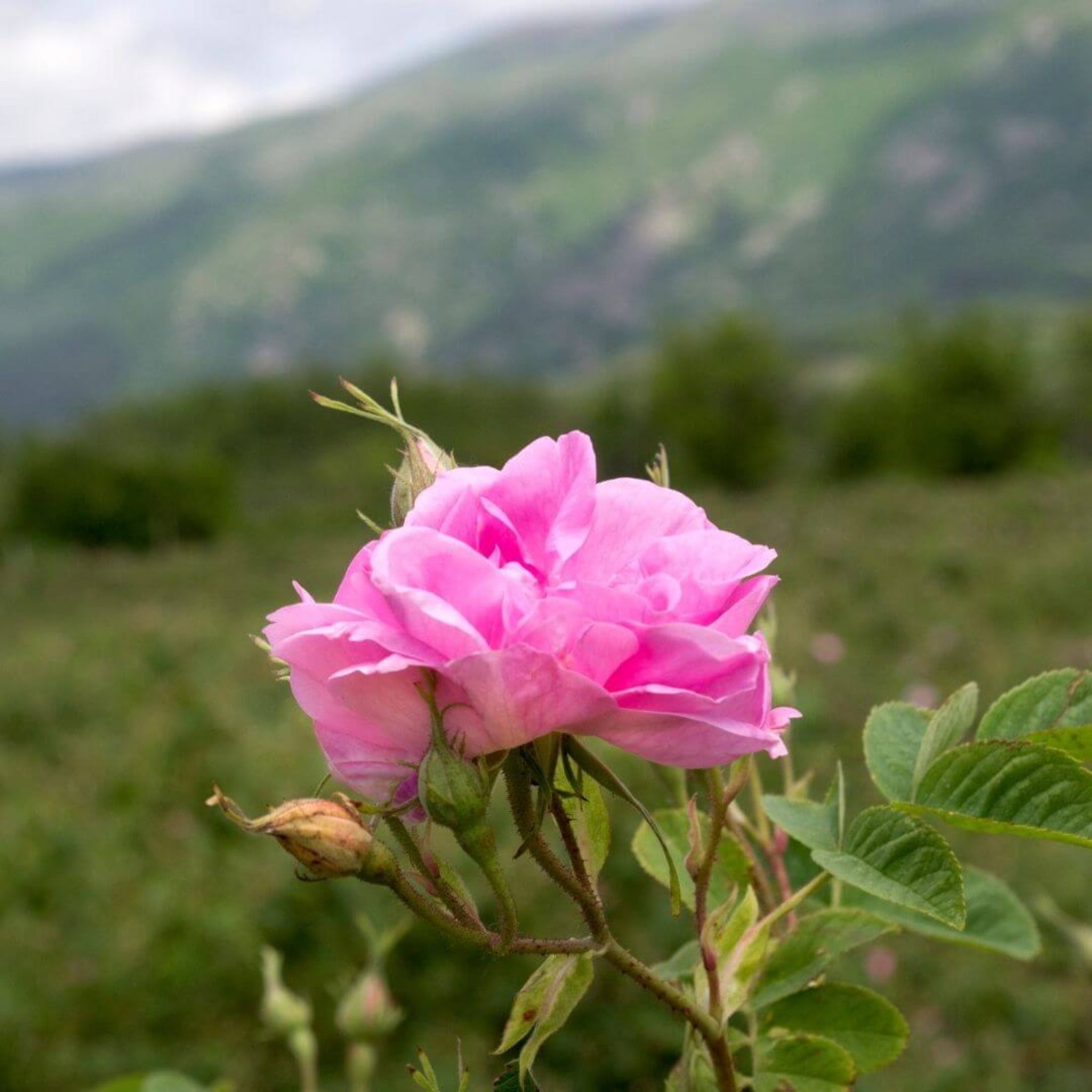 Inspired by Rose Prick - No.23