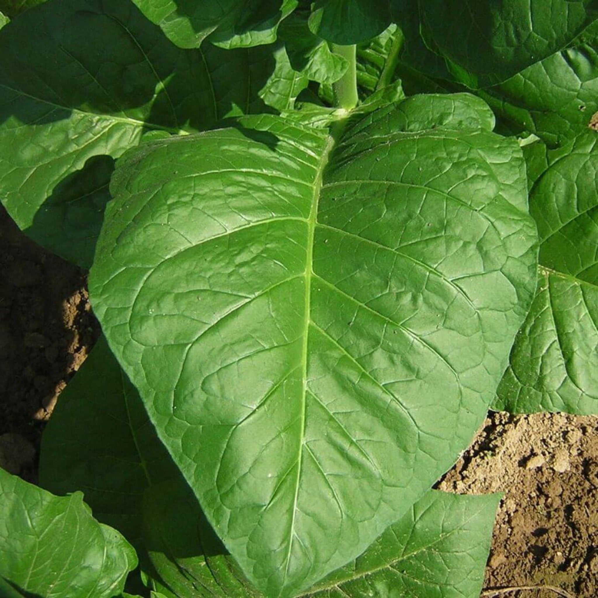 Inspired by Tobacco Vanille - No.18