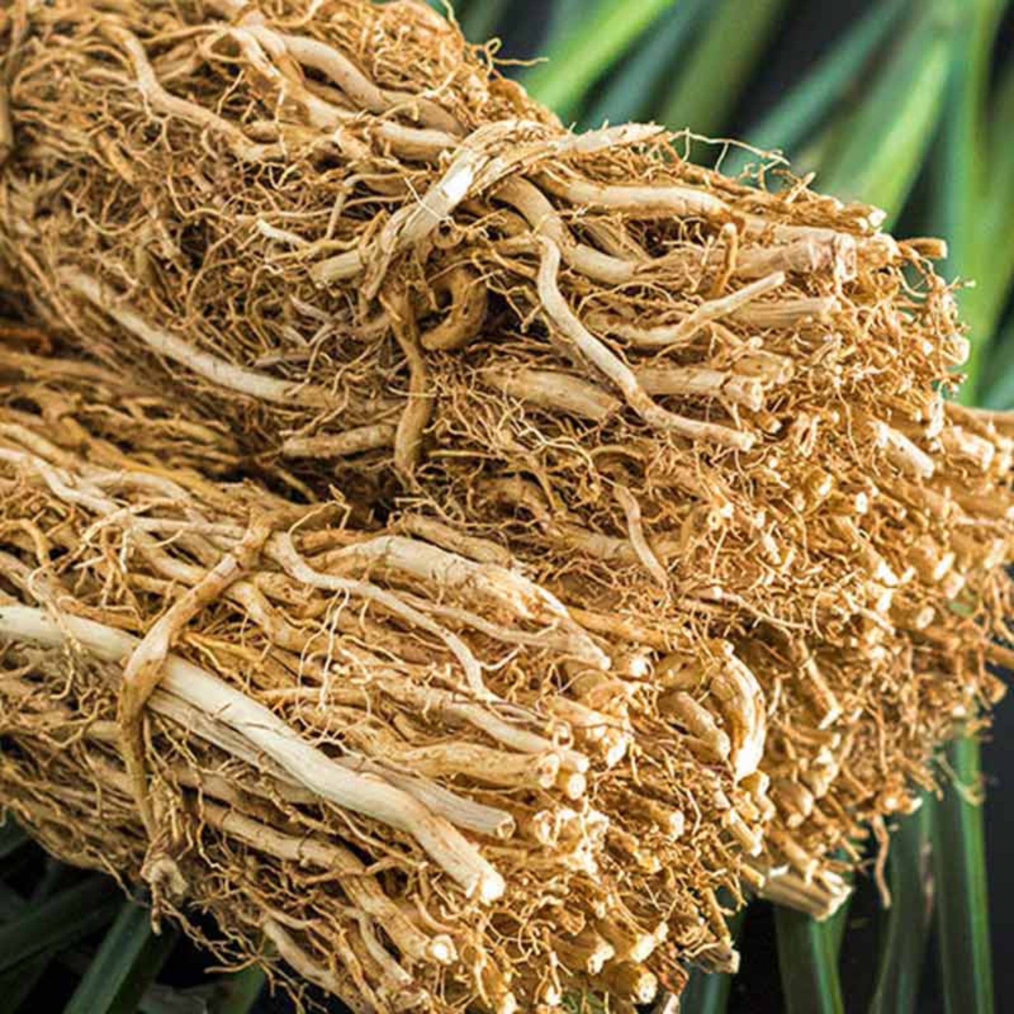 Bundles of vetiver used to make essential oils for Ciel d&