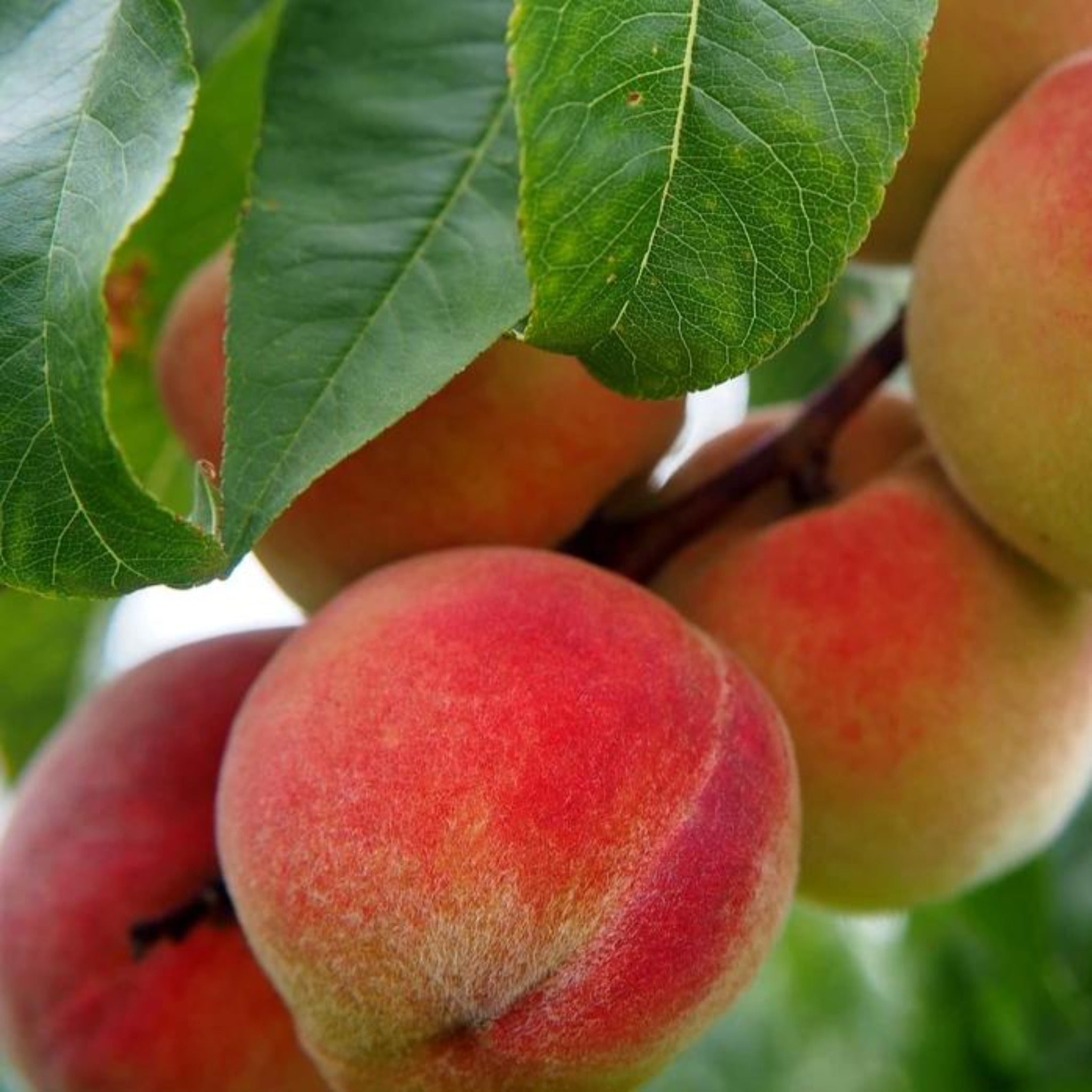 Peaches used to make essential oils for J&