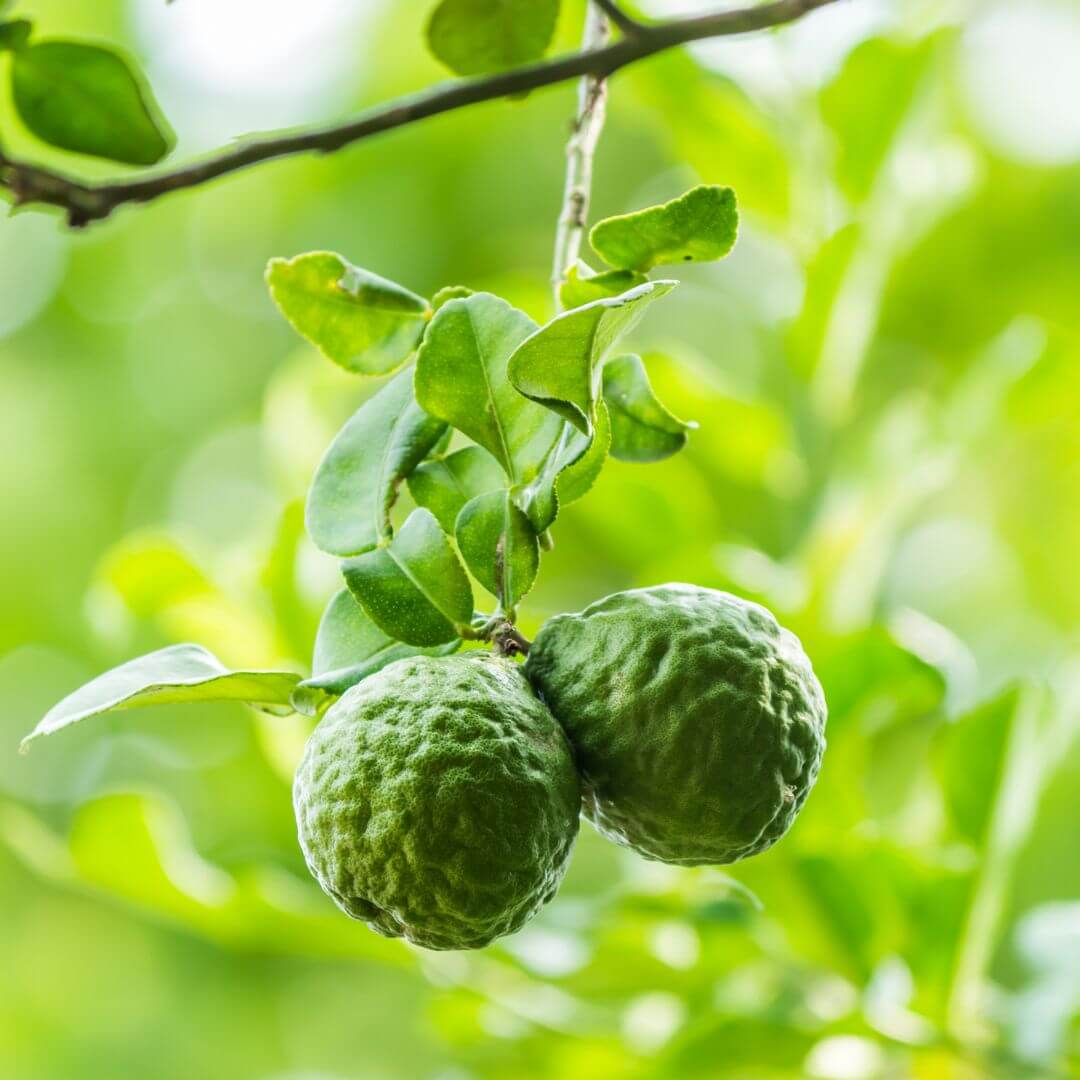 Inspired by Musc Ravageur - No.31 (NEW)