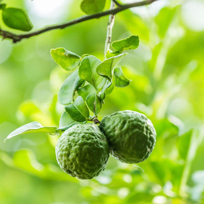 Inspired by Musc Ravageur - No.31 (NEW)