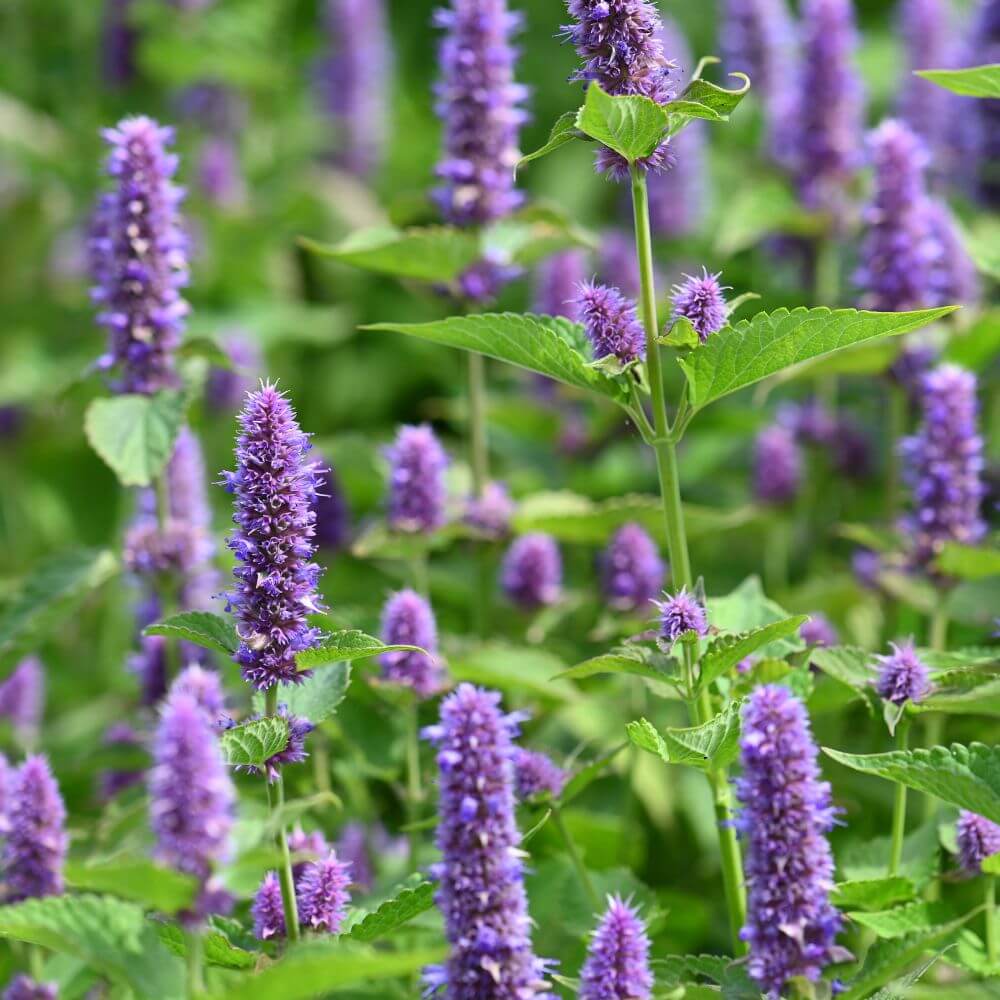 Inspired by Eucalyptus 20 - No.30 (NEW)