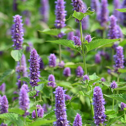 Inspired by Eucalyptus 20 - No.30 (NEW)