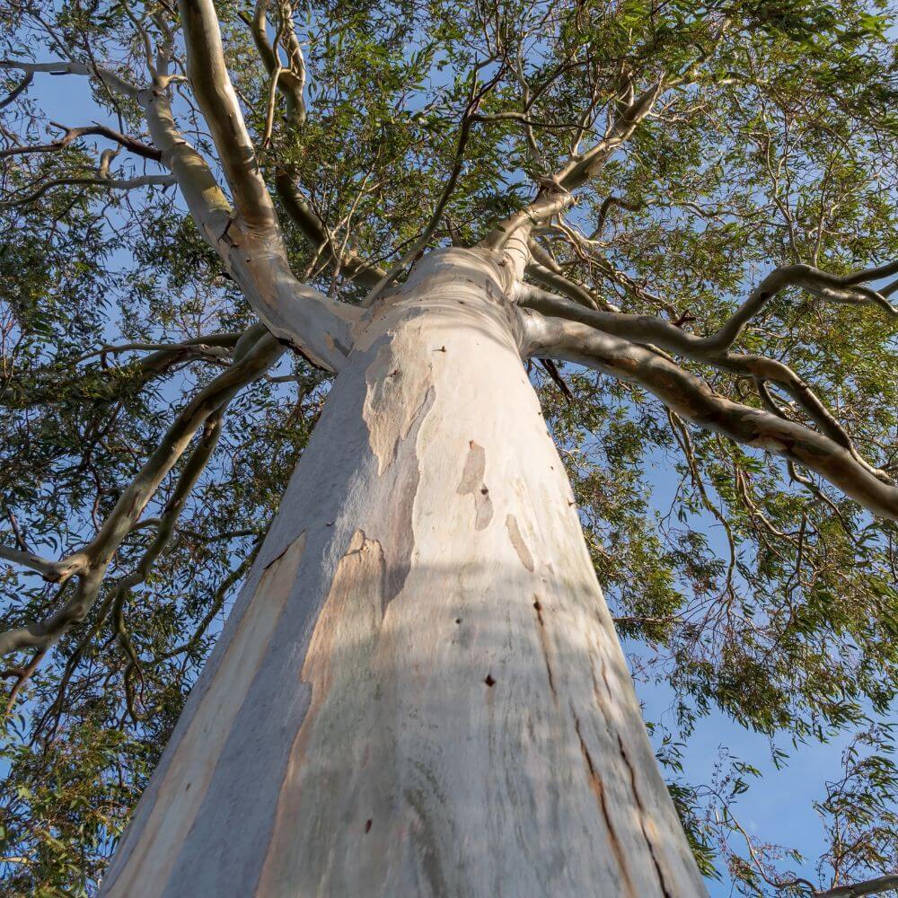 Inspired by Eucalyptus 20 - No.30 (NEW)