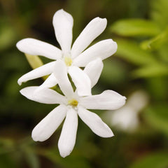 Similar to Black Opium - No.12