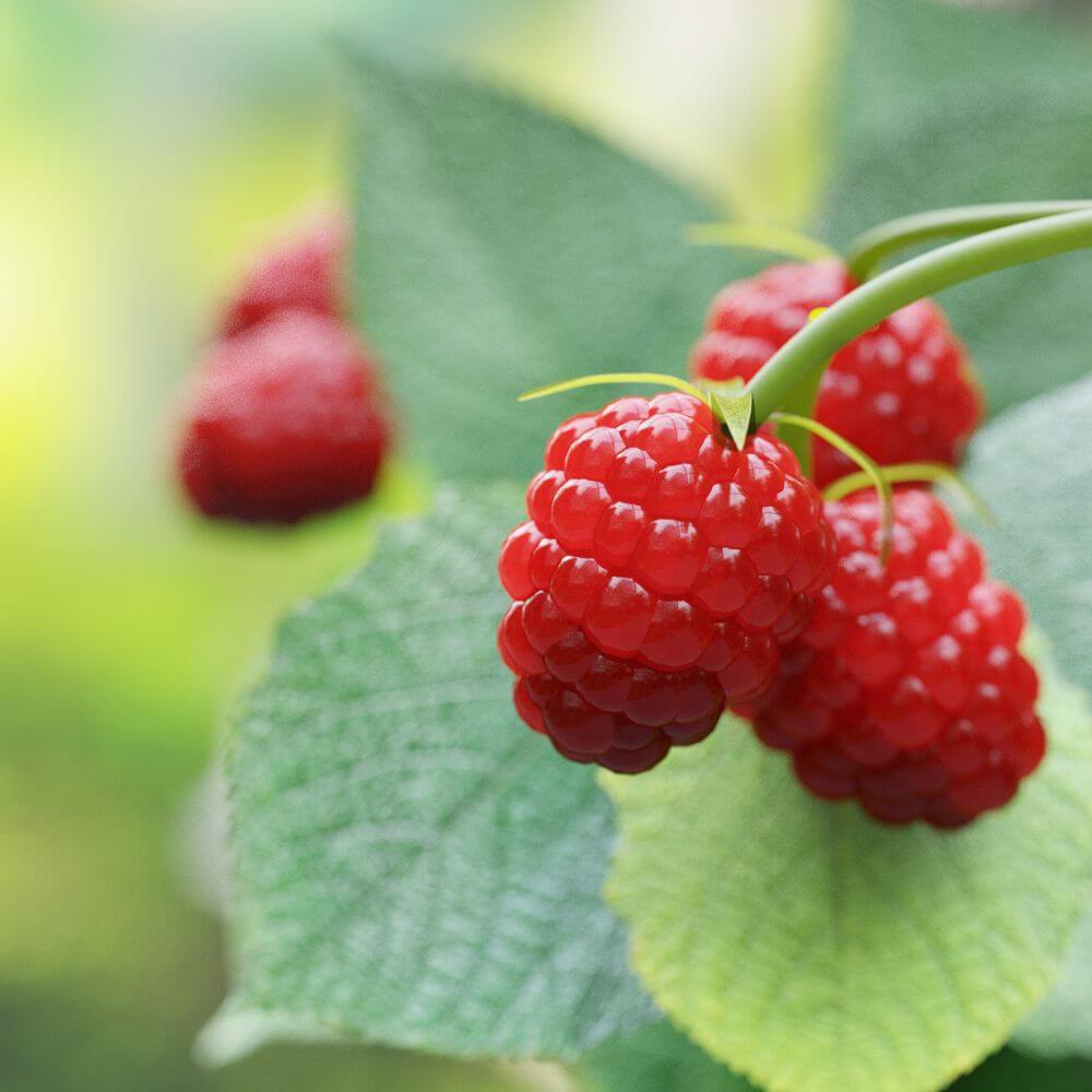 Inspired by Ombre Nomade - No.33 (NEW)