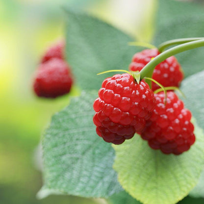 Inspired by Ombre Nomade - No.33 (NEW)