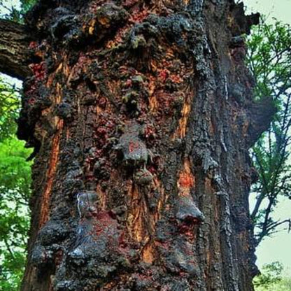 Amberwood used to make essential oil for Black Orchid copycat fragrances by Match Perfumes