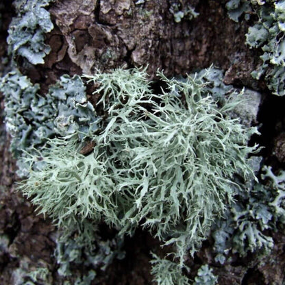 Inspired by Baccarat Rouge - No.16