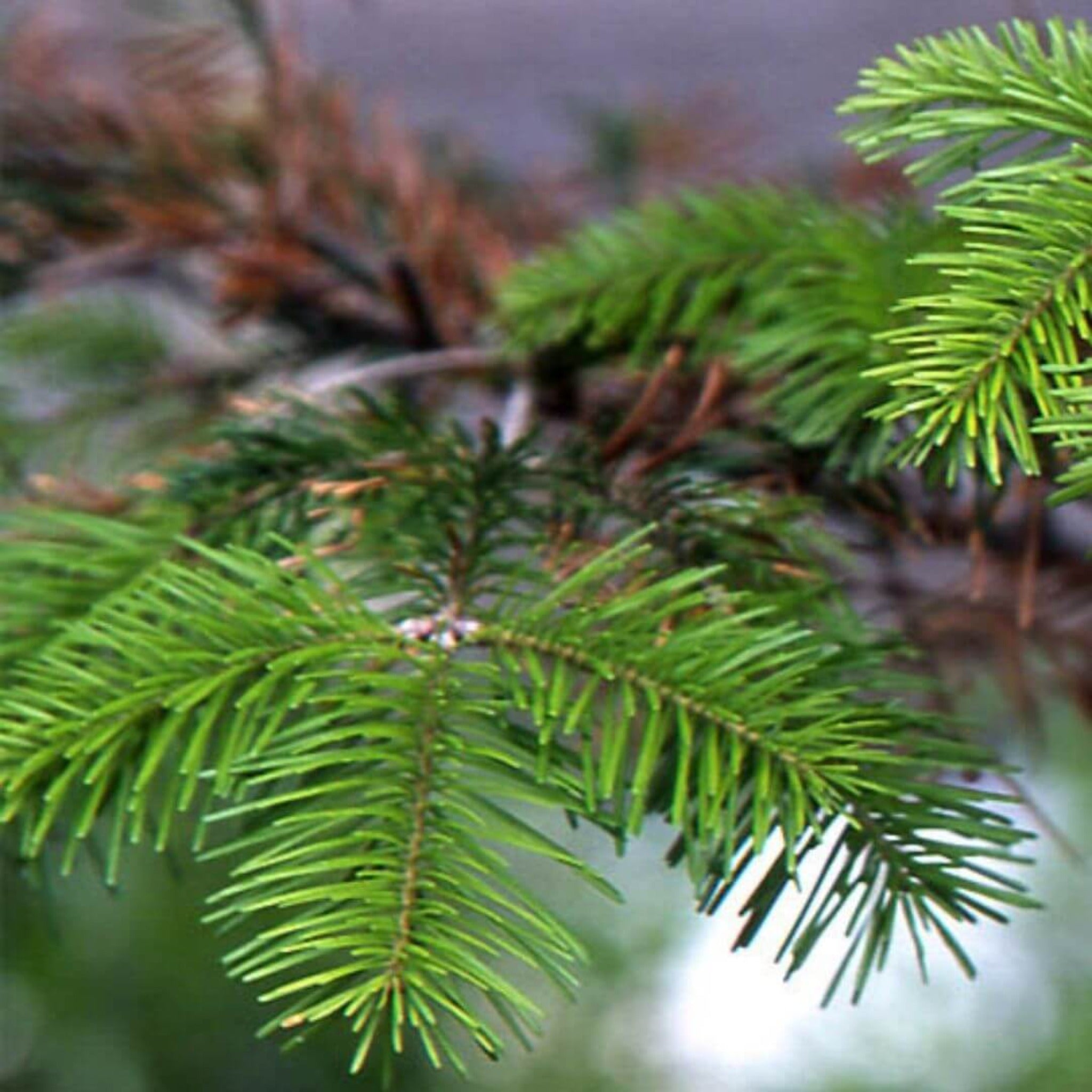 Inspired by Baccarat Rouge - No.16