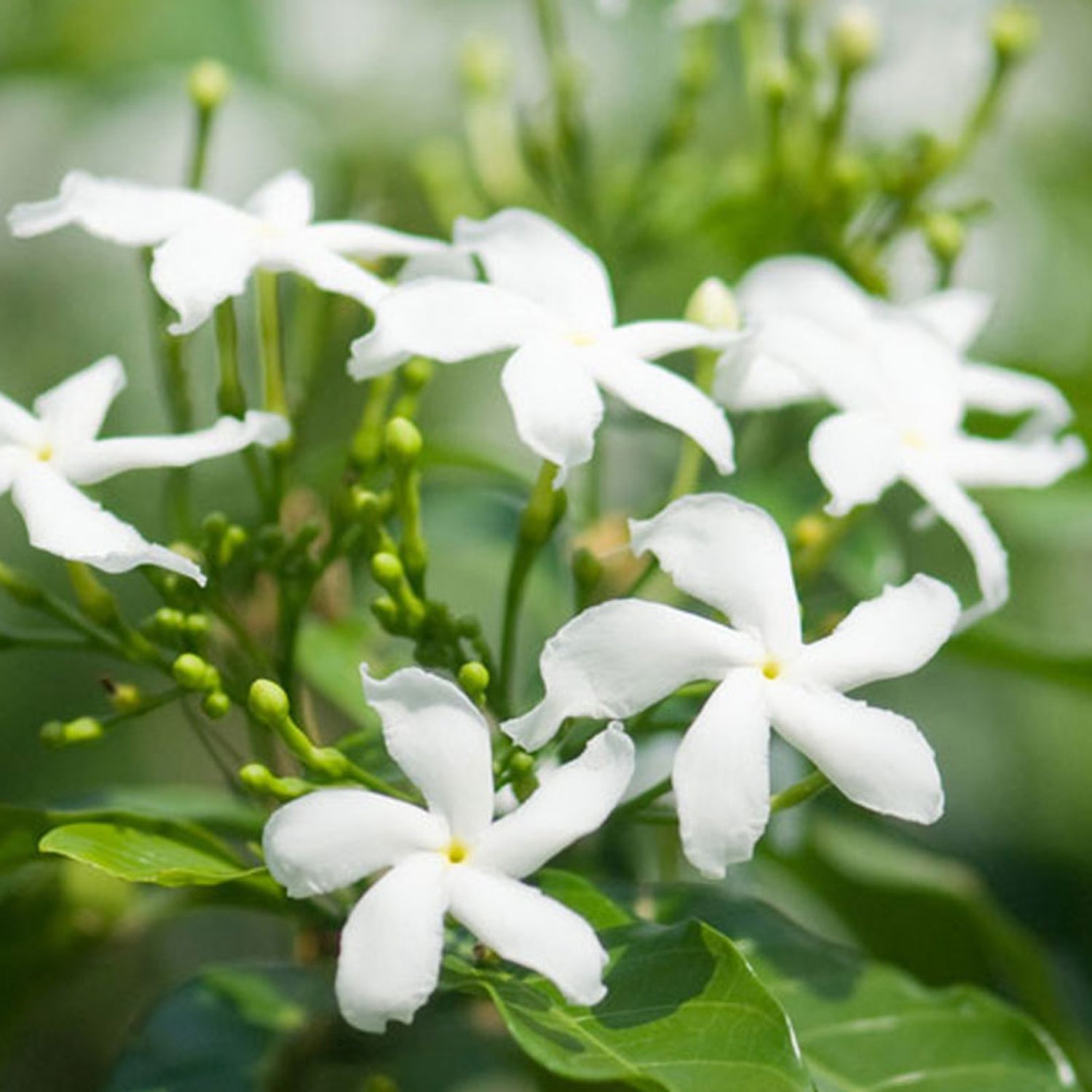 Jasmine flowers used to make essential oil for Ciel d&