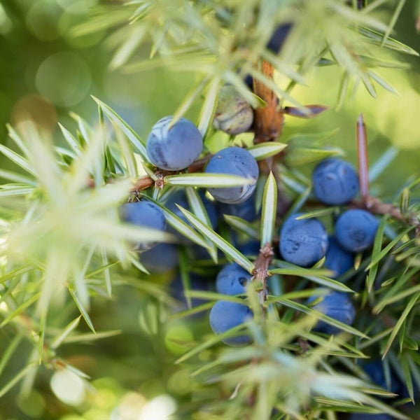 Juniper berry ingredient in Gypsy Water fragrance copycat