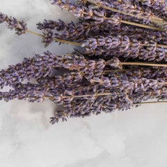 Lavender flowers used to make essential oils for 811 Absoluto copycat fragrances by Match Perfumes