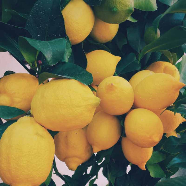 Lemons used to make essential oils for Neroli Portofino copycat fragrances by Match Perfumes