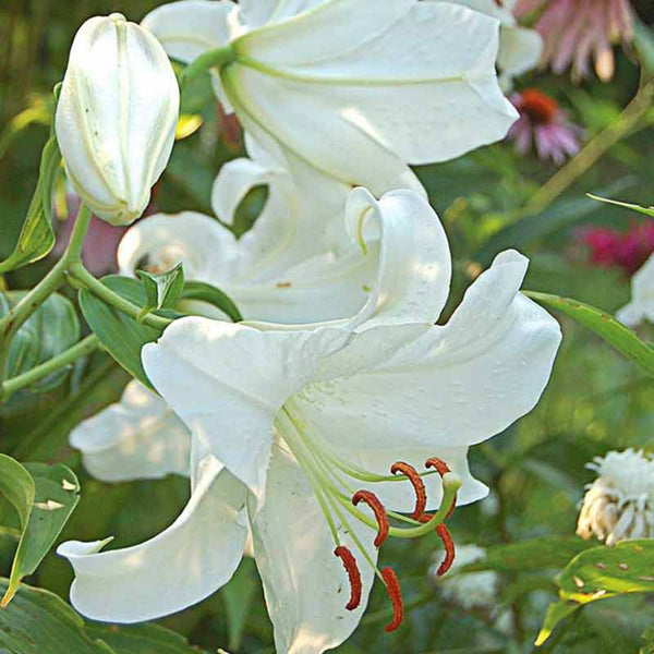 Lily flowers used to make essential oils for Cierge de Lune copycat fragrances by Match Perfumes