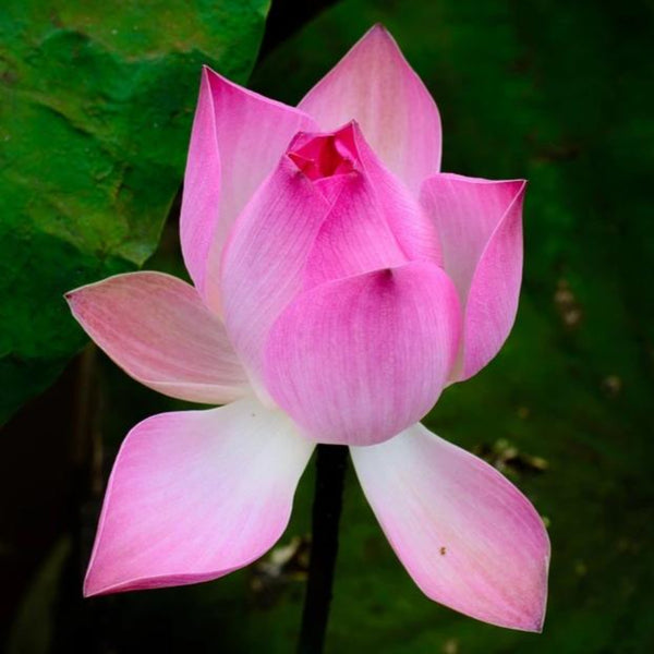 Lotus flower used to make essential oil for Black Orchid copycat fragrances by Match Perfumes