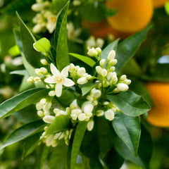 Neroli orange flowers used to make essential oils for Neroli Portofino copycat fragrances by Match Perfumes