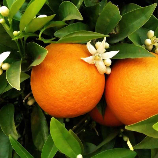 Orange Blossom used to make essential oils in Bergamot 22 copycat fragrances by Match Perfumes
