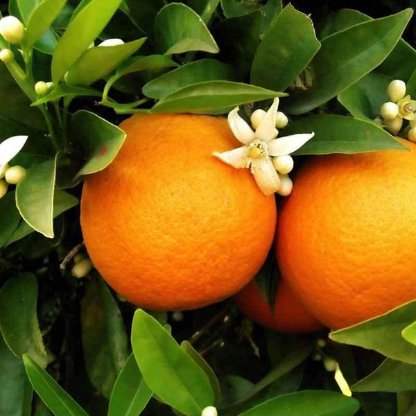 Orange blossom used to make essential oils in Joy copycat fragrances by Match Perfumes