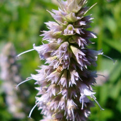 Patchouli flower used to make essential oil for Portrait of a Lady copycat fragrance by Match Perfumes