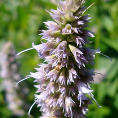 Patchouli flower used to make essential oil for Black Opium copycat fragrances by Match Perfumes