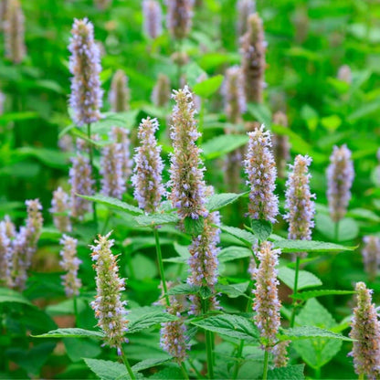 Inspired by Rose Prick - No.23