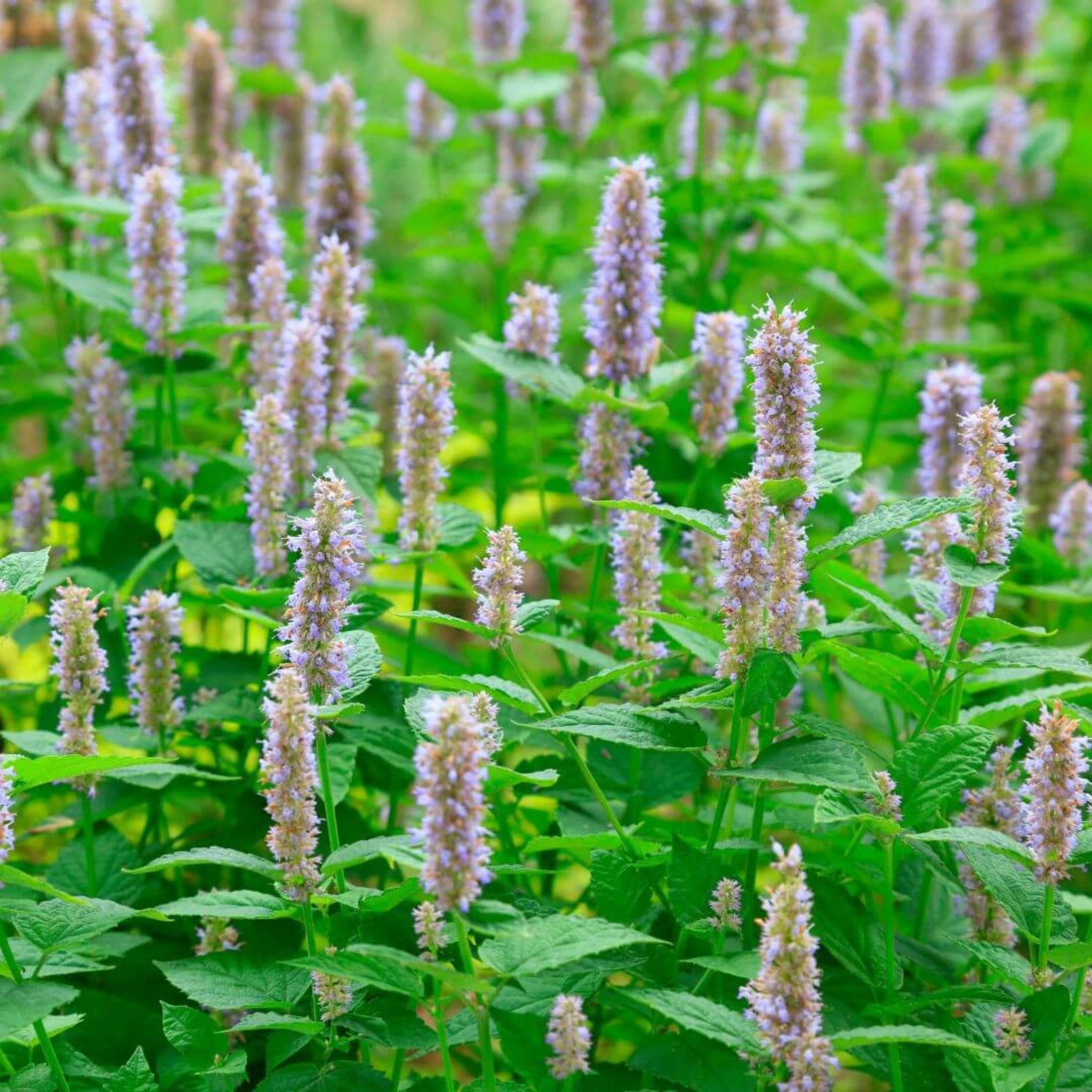 Inspired by Bitter Peach - No.25