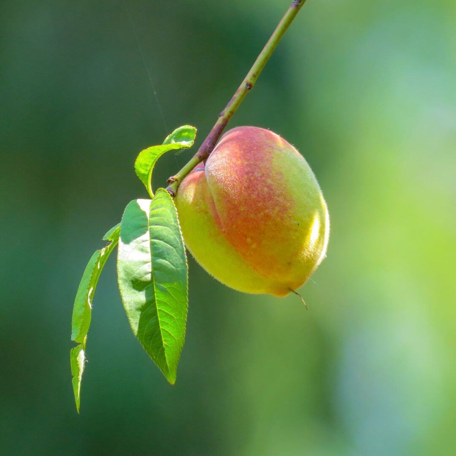 Inspired by Bitter Peach - No.25