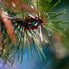 Pine needles ingredient in Gypsy Water fragrance copycat