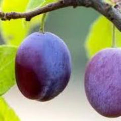 Plum fruits used to make essential oils for Lost Cherry copycat fragrances by Match Perfumes