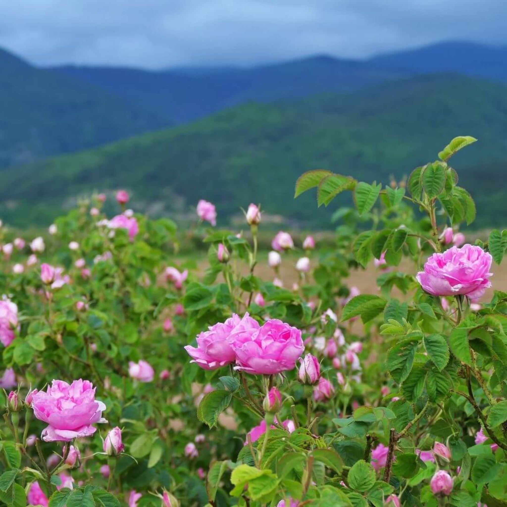 Tom Ford Rose Prick dupe perfume rose notes