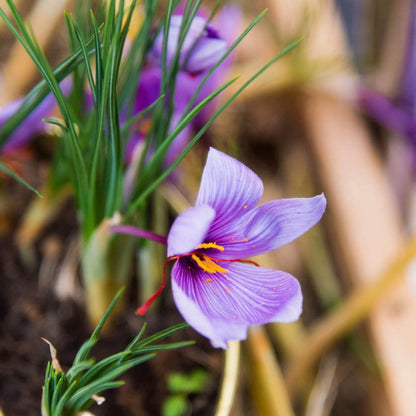 Inspired by Tuscan Leather - No.24