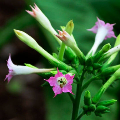 Inspired by Tobacco Vanille - No.18