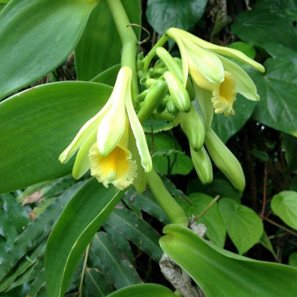 Inspired by Tobacco Vanille - No.18